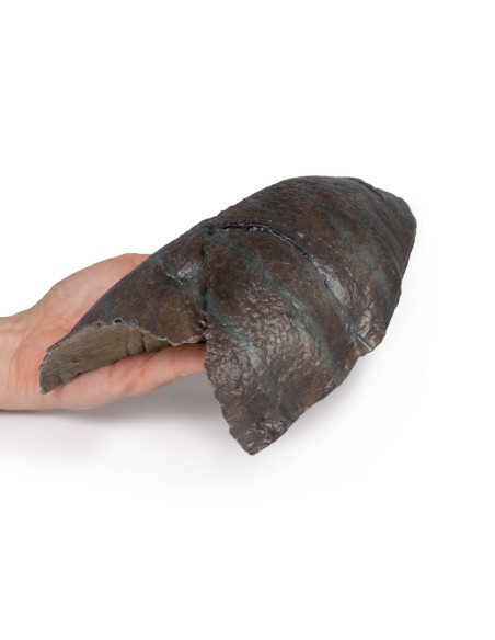 Poumon droit, ablation du hile - Erler Zimmer 3D anatomy Series MP1126