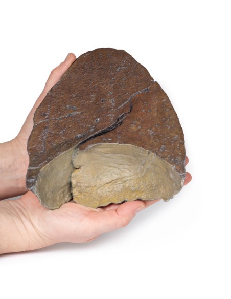 Poumon droit, ablation du hile - Erler Zimmer 3D anatomy Series MP1126