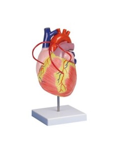Erler Zimmer, anatomical model of heart with bypass,...