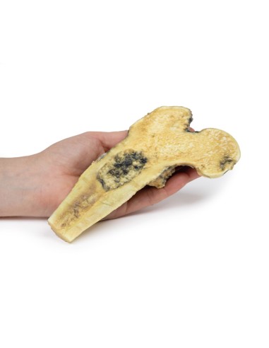 Osteosarkom des Oberschenkels - Erler Zimmer...