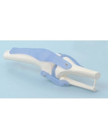 Erler Zimmer, modelo anatómico funcional de articulación de rodilla, con ligamentos 4552/1