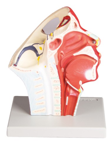 Anatomical model of head veins Erler Zimmer C132