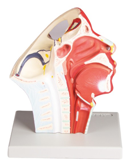 Anatomical model of head veins Erler Zimmer C132