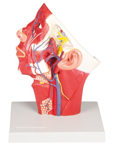 Modello anatomico di vene della testa Erler...