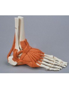 Erler Zimmer, functional anatomical model of foot...