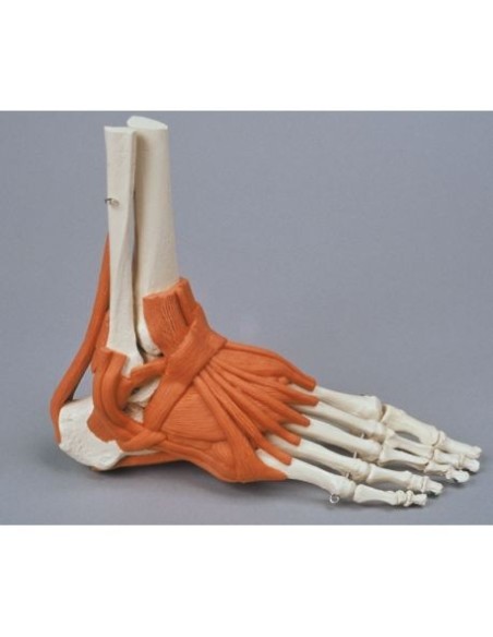 Erler Zimmer, anatomisches Funktionsmodell des Fußskeletts mit Bändern 6058