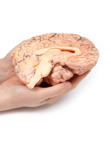 Kraniopharyngiom - Erler Zimmer 3D-Anatomie...