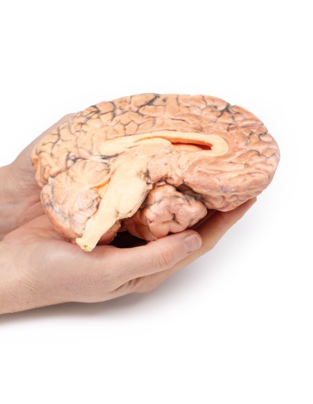 Craniopharyngioma - Erler Zimmer 3D anatomy Series MP2017