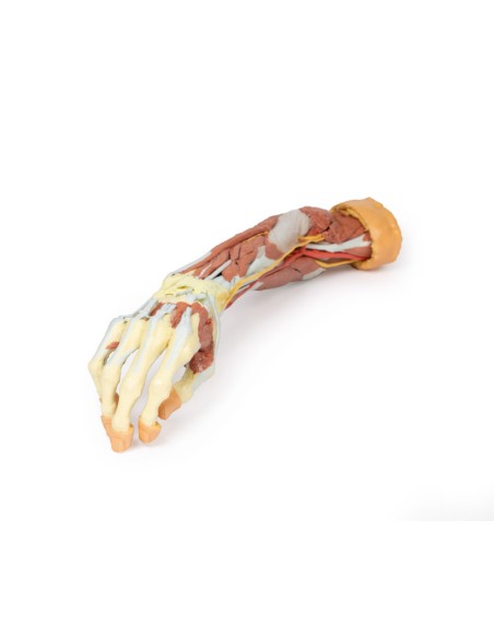 Dissection profonde du membre supérieur et de la main - Erler Zimmer 3D anatomy Series MP1513