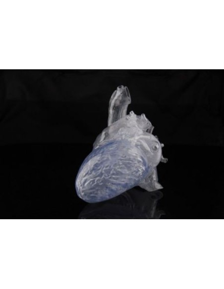 Erler Zimmer, transparentes anatomisches Modell eines echten menschlichen Herzens R50220