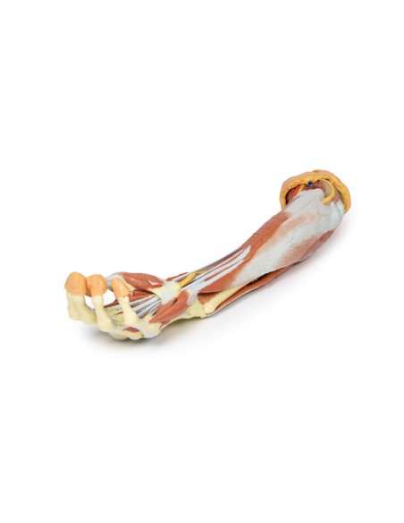 Deep dissection of the upper limb and hand - Erler Zimmer 3D anatomy Series MP1513