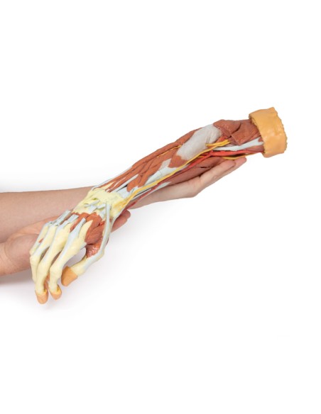 Disección profunda del miembro superior y la mano - Erler Zimmer 3D anatomy Series MP1513