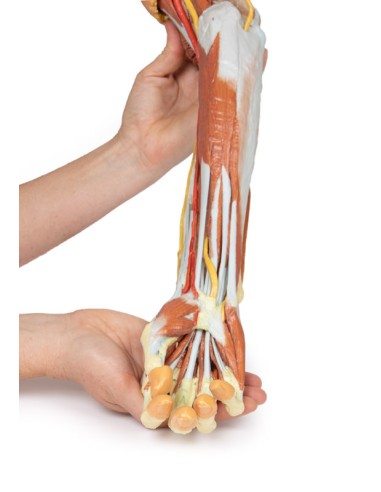 Dissection profonde du membre supérieur et de...