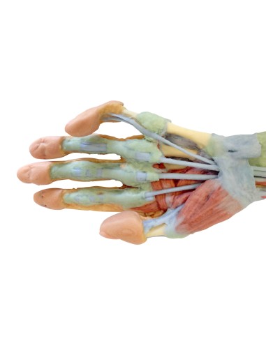 Deep dissection of the forearm and hand - Erler...
