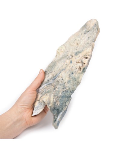 Polmone: ascesso da stafilococco aureo  - Erler...