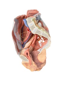 Dissection of the Female Right Pelvis - Erler Zimmer 3D...