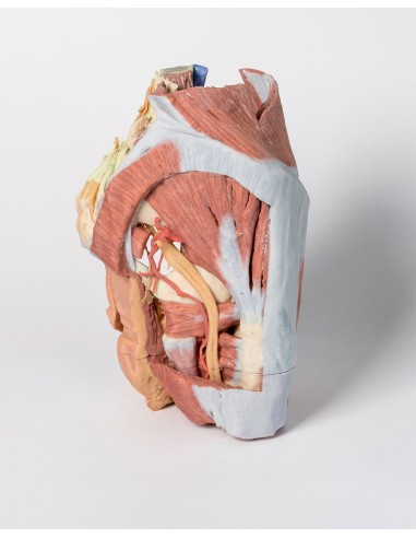 Dissection of the Female Right Pelvis - Erler...