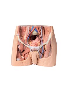 Dissezione del bacino maschile - Erler Zimmer 3D anatomy...