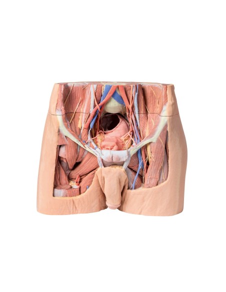 Disección de la pelvis masculina - Erler Zimmer 3D anatomy Series MP1770
