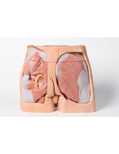 Dissection du bassin masculin - Erler Zimmer 3D...