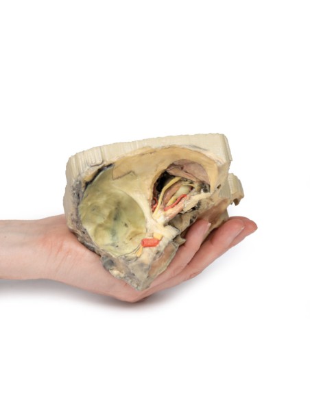 Medial Orbit - Erler Zimmer 3D anatomy Series MP1685