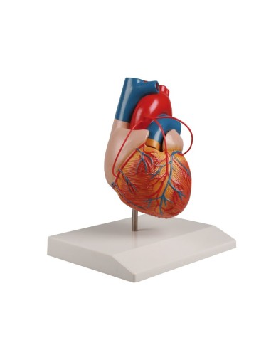 Erler Zimmer, anatomical model of heart with...