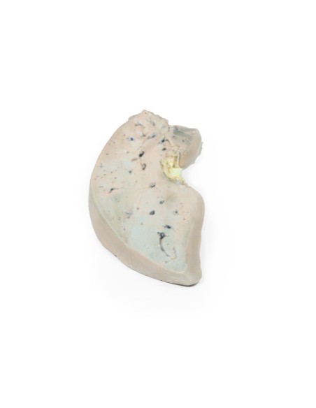 Foie gras - Erler Zimmer 3D anatomy Series MP2072