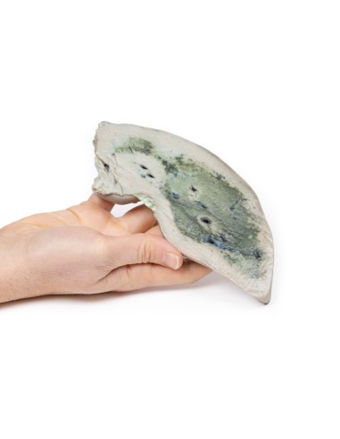 Foie gras - Erler Zimmer 3D anatomy Series MP2072