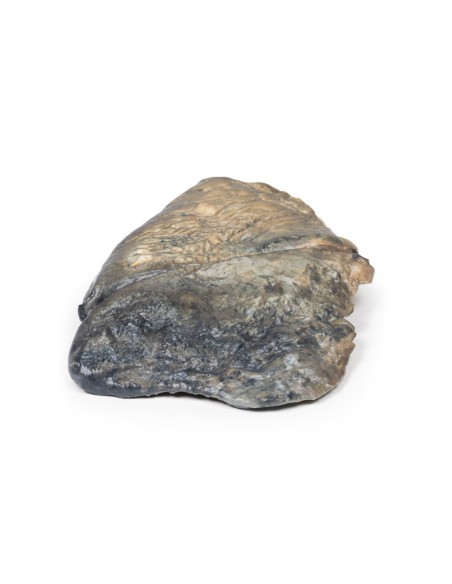 Broncopolmonite - Erler Zimmer 3D anatomy Series MP2058