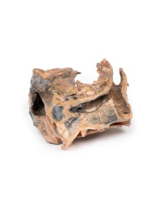 Inhaled foreign body: trachea - Erler Zimmer 3D anatomy...