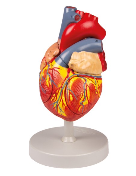 Modello anatomico di cuore, ingrandito 2 volte scomponibile in 4 parti G112