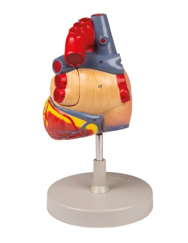 Anatomisches Modell des Herzens, 2-fach...