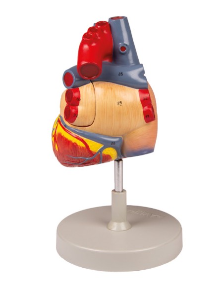 Modello anatomico di cuore, ingrandito 2 volte scomponibile in 4 parti G112
