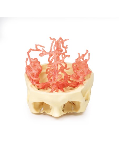 Cranial arterial circulation - Erler Zimmer 3D anatomy Series MP1650