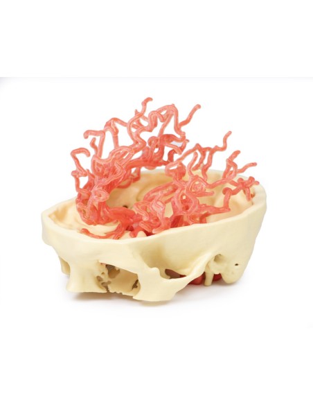 Kraniale arterielle Durchblutung - Erler Zimmer 3D Anatomie Serie MP1650