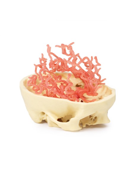 Kraniale arterielle Durchblutung - Erler Zimmer 3D Anatomie Serie MP1650