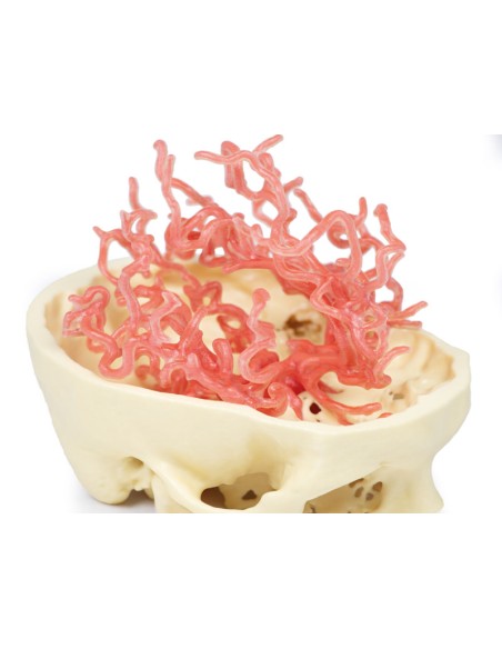 Kraniale arterielle Durchblutung - Erler Zimmer 3D Anatomie Serie MP1650