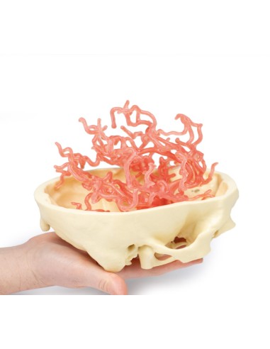 Cranial arterial circulation - Erler Zimmer 3D...