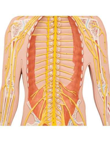 3B Scientific, cartel médico en relieve. El...