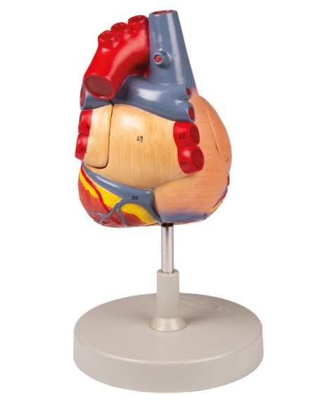 Modello anatomico di cuore, ingrandito 2 volte scomponibile in 4 parti G112