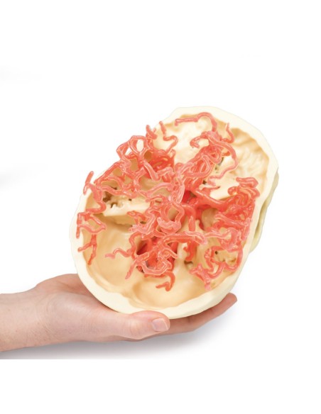 Kraniale arterielle Durchblutung - Erler Zimmer 3D Anatomie Serie MP1650