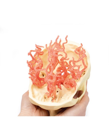 Kraniale arterielle Durchblutung - Erler Zimmer 3D Anatomie Serie MP1650