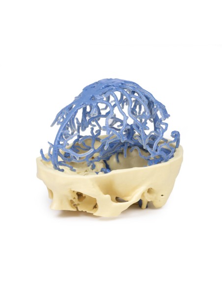 Circulación venosa craneal - Erler Zimmer 3D anatomy Series MP1645