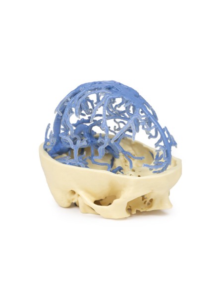 Circulation veineuse crânienne - Erler Zimmer 3D anatomy Series MP1645