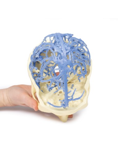 Cranial venous circulation - Erler Zimmer 3D...