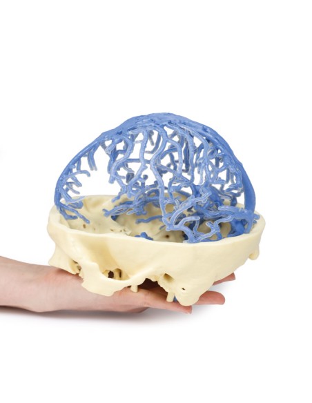 Kranialer venöser Kreislauf - Erler Zimmer 3D Anatomie Serie MP1645