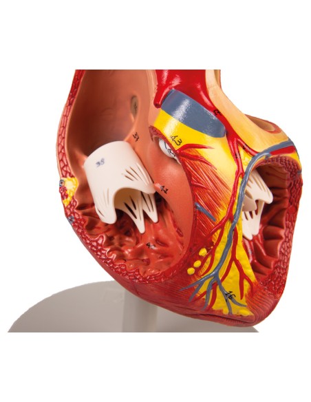 Anatomical model of heart, enlarged 2 times decomposable into 4 parts G112