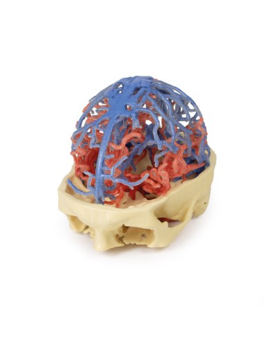 Circolazione arteriosa e venosa del cranio -...