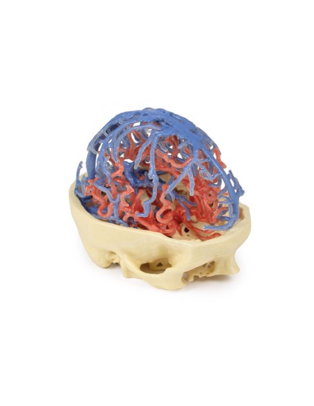 Arterial and venous circulation of the skull - Erler Zimmer 3D anatomy Series MP1640