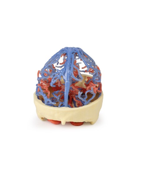 Circolazione arteriosa e venosa del cranio - Erler Zimmer 3D anatomy Series MP1640
